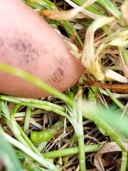 Trifolium ornithopodioides