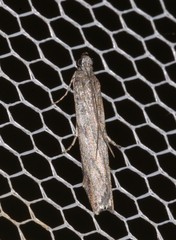 Homoeosoma vagella
