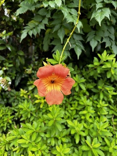 Chinese trumpet vine (Campsis grandiflora)