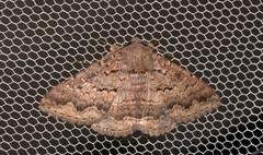 Eudesmeola lawsoni