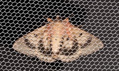 Eudesmeola lawsoni