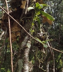 Sarcochilus australis