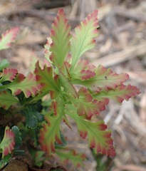Phyllocladus aspleniifolius