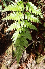 Rumohra adiantiformis