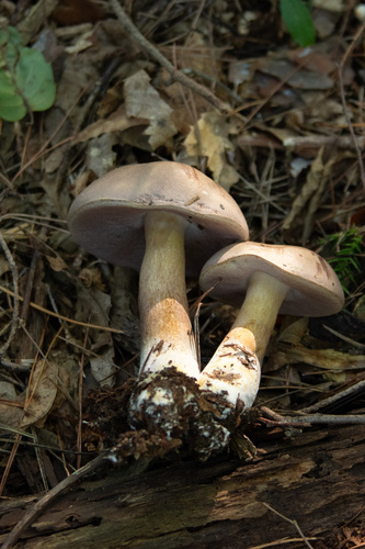 Tylopilus