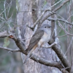 Cacomantis variolosus