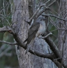 Cacomantis variolosus