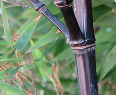 Phyllostachys nigra nigra