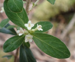 Pimelea drupacea