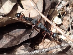 Myrmecia esuriens