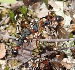 Myrmecia esuriens