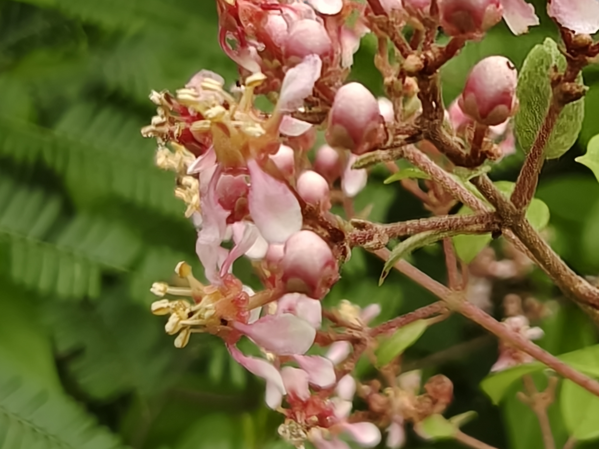 Imagem de Heteropterys brachiata