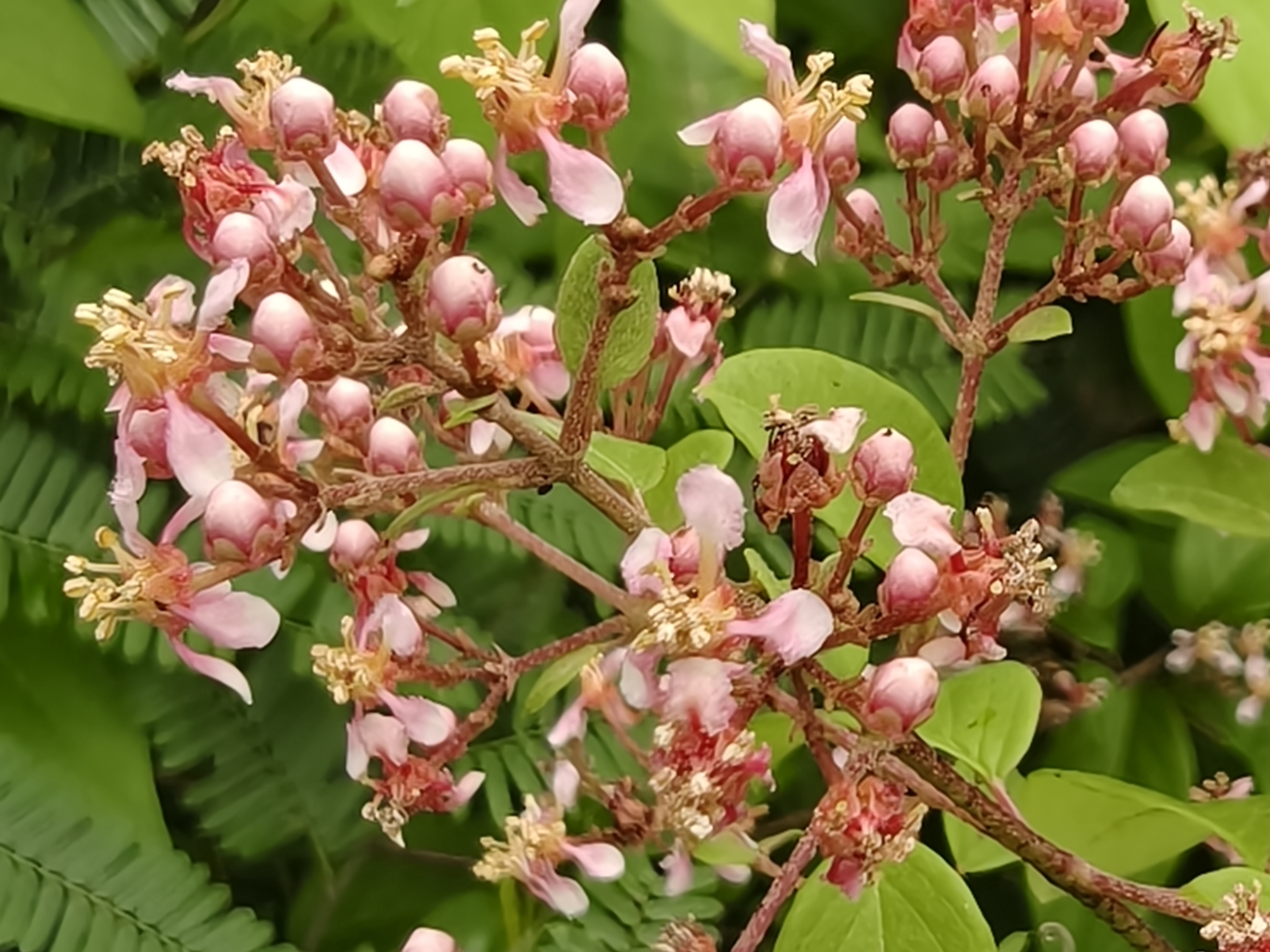 Imagem de Heteropterys brachiata