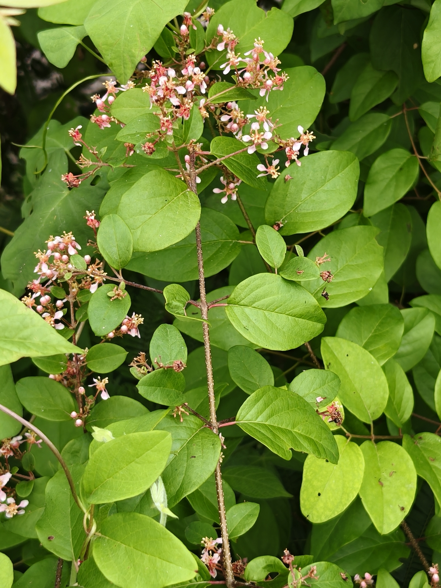 Imagem de Heteropterys brachiata