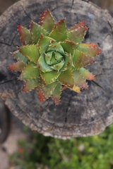 Faucaria