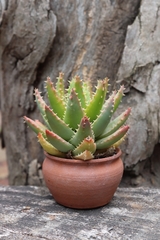 Faucaria