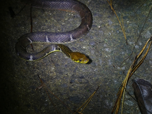 Yaeyama keelback