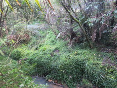 Hedycarya arborea