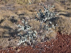 Acacia pyrifolia