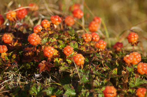 cloudberry
