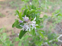 Ehretia obtusifolia