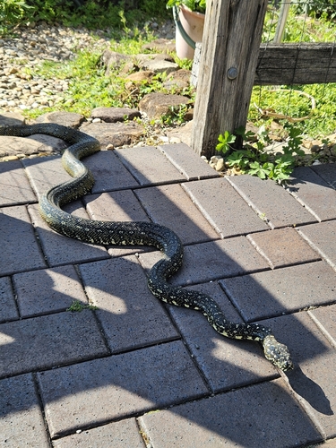 Diamond Python sighting