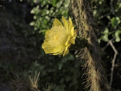 Opuntia helleri