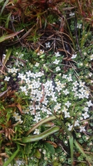 Pimelea filiformis