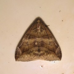 Bastilla