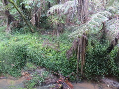 Cyathea medullaris
