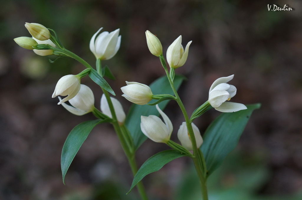 white helleborine