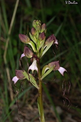 Himantoglossum comperianum