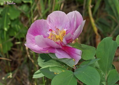 Paeonia daurica