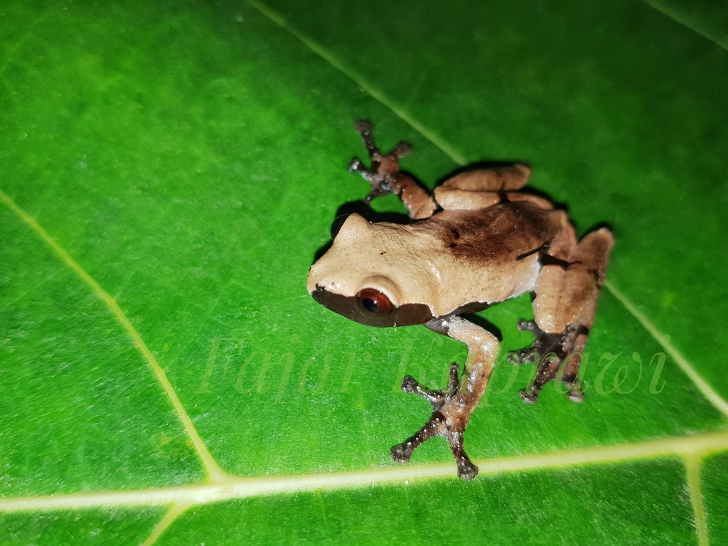Smooth-Skinned Warted Tree Frog