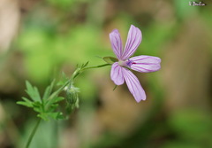 Geranium asphodeloides