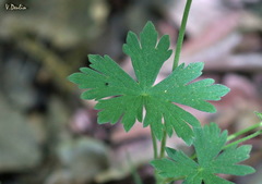 Geranium asphodeloides