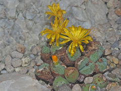Conophytum meyeri