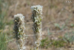 Asphodeline taurica