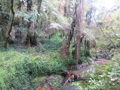 Cyathea medullaris