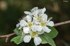 Pyrus elaeagrifolia