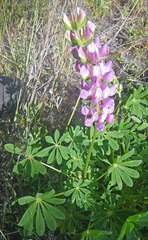 Lupinus microcarpus microcarpus