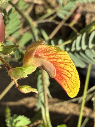 sensitive joint-vetch (Aeschynomene virginica)