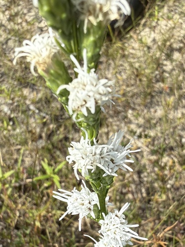 shaggy blazing star (Liatris pilosa)