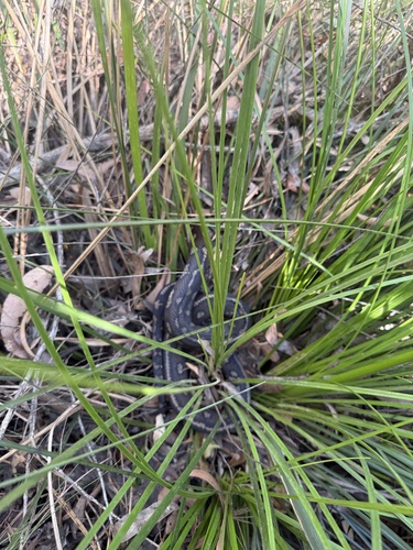 Coastal Carpet Python sighting