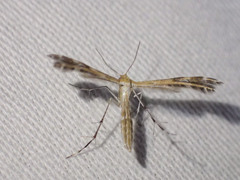Stangeia xerodes