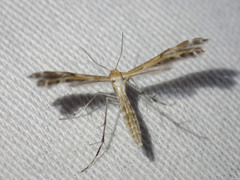 Stangeia xerodes