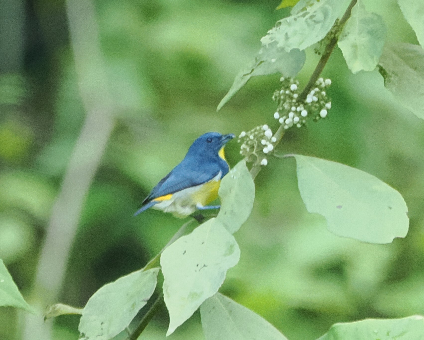Yellow-rumped Flowerpecker (Prionochilus xanthopygius), photo 8