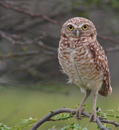 Subspecies Athene cunicularia arubensis · iNaturalist