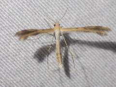Megalorhipida