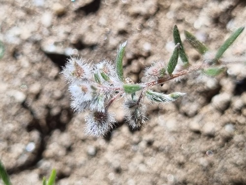 Montiopsis trifida (Montiopsis trifida)